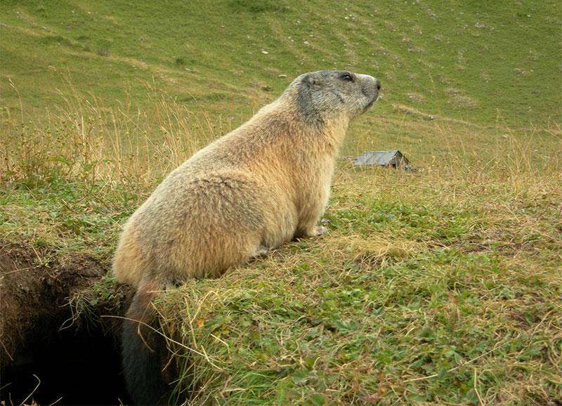 marmotte