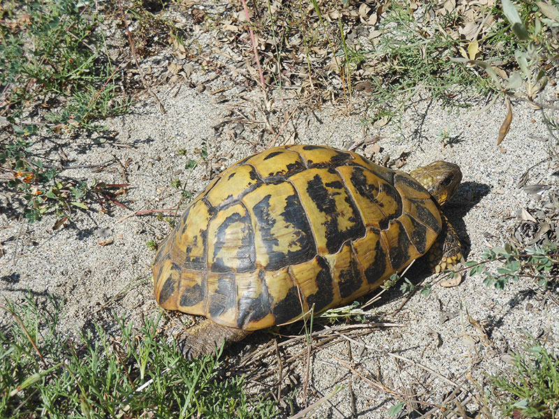 tortue